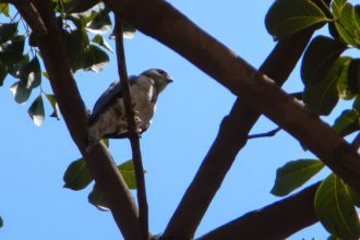 Birding