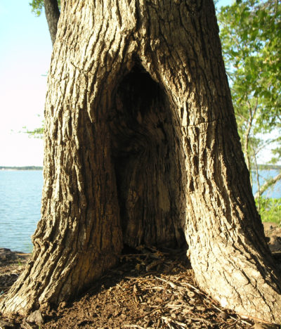 Tree life always surprises me