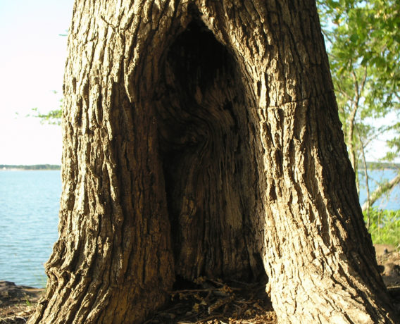 Tree life always surprises me