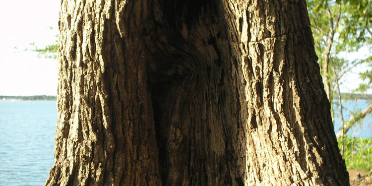 Tree life always surprises me