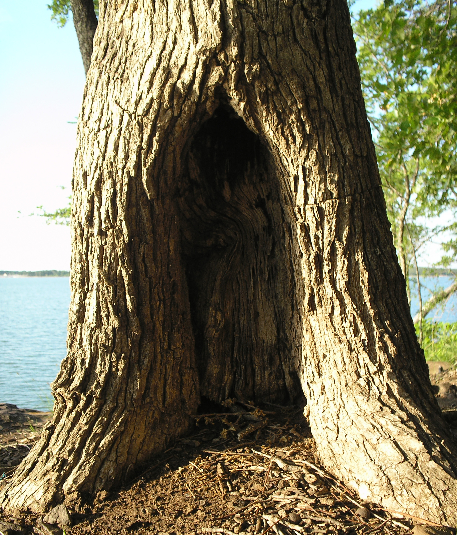 Where Can I Watch A Hollow Tree 2025 Casey Harriette